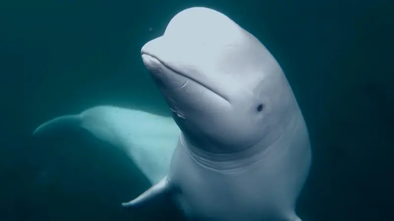 Misteri kemunculan seekor paus beluga di lepas pantai Norwegia dengan mengenakan tali kekang mungkin akhirnya terpecahkan.