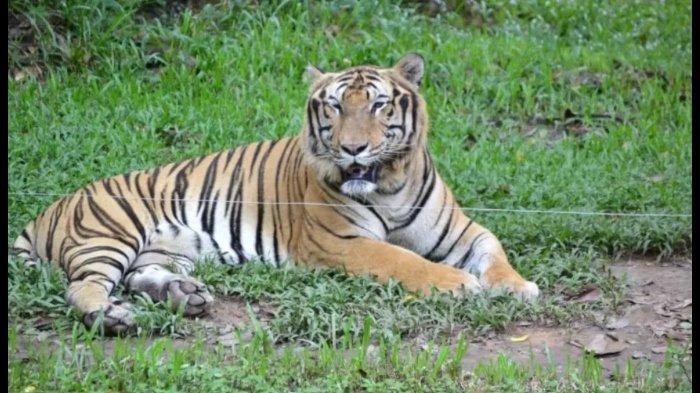 47 Harimau di Kebun Binatang Vietnam Mati Akibat Flu Burung